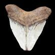Juvenile Megalodon Tooth - Virginia #53496-1